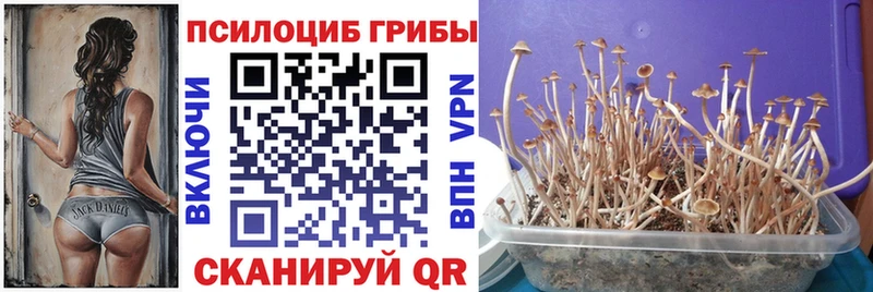 Галлюциногенные грибы Psilocybe  Верхний Уфалей 